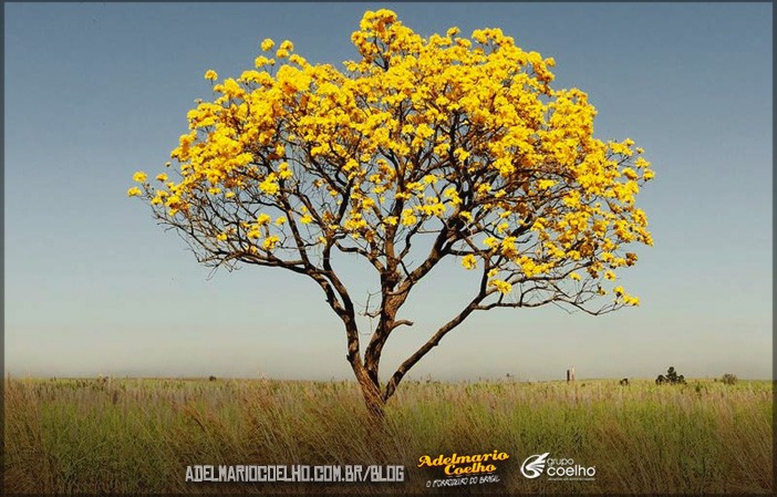 Natureza-do-Nordeste-7-plantas-exclusivas-da-região